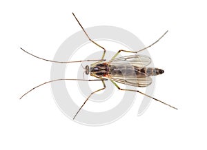 Buzzer midge Chironomus plumosus on white background. Chironomus plumosus larvae are the most natural aquarium fish food photo