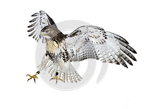 Buzzerd in full flight preparing for landing isolated on white background and looking focussed down