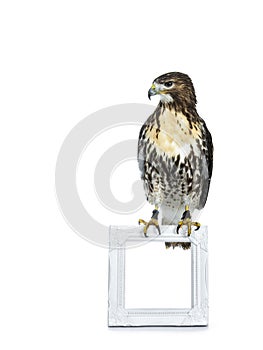 Buzzerd sitting on white picture frame isolated on white background and looking focussed down