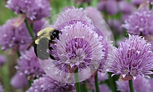 Buzzing bee and pollination of purple blossom