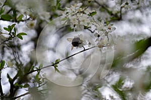 Buzzing bees on the white flowers of flowering apple tree during spring.