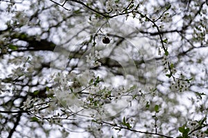 Bzučiace čmeliaky na bielych kvetoch kvitnúcej jablone počas jari.