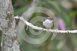 Buzzing Flowerpecker