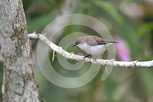 Buzzing Flowerpecker