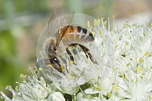 Buzzing the Leek Flowers