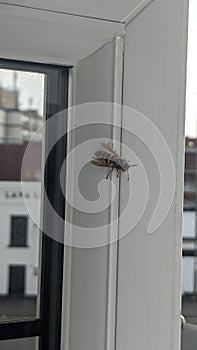 buzzy bee on window