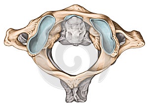 BW Atlantoaxial joint, superior view