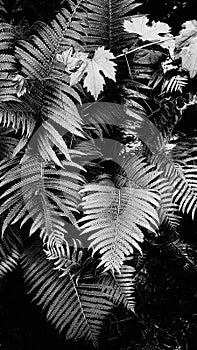 BW Beautiful floral background of green foliage leaves fern and grape