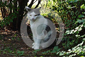 Bw brit cat photo