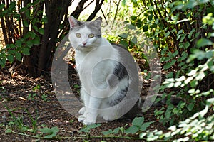 Bw brit cat photo