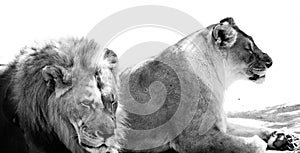 BW Lion and Lioness