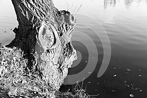 Bw old wooden trunk