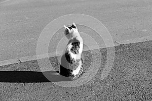 BW photo of a lonely cat on asphalt road. Big shadow of a fluffy animal crossing the road