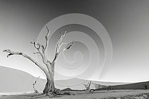 BW picture of a dead tree in the Deadvlei in the Namib Desert in the soft evening light without people