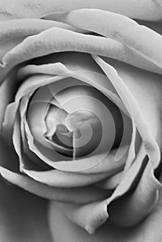 BW soft background with rose flower