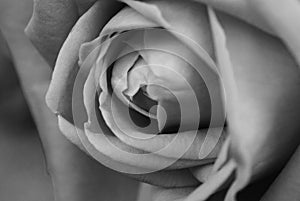 BW soft background with rose flower