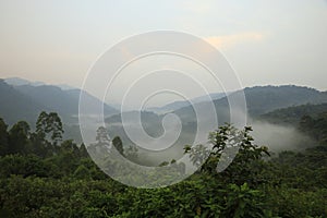 Bwindi Impenetrable National Park in Mist