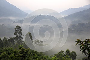 Bwindi Impenetrable National Park in Mist