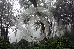 Bwindi National Park, Uganda