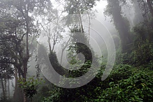 Bwindi National Park, Uganda photo