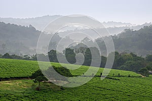 Bwindi tea plantations.