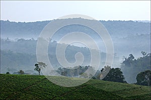 Bwindi tea plantations.