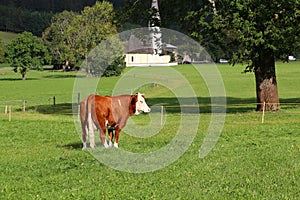 Bwown cow on the background of field