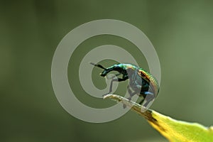 Byctiscus populi on a damaged leaf. Beauty in nature