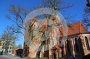 Bydgoszcz Cathedral behind tree