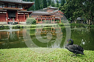 Byodo-in Buddhist Temple, island Oahu, Hawaii