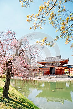 Byodo-in temple with spring cherry blossom in Uji, Kyoto, Japan