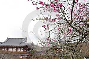 Byodoin Temple, Uji, Kyoto, Japan.