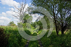 Bypath Through Meadow