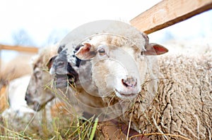 Byre Sheep eating grass and hay with the flock on a rural farm