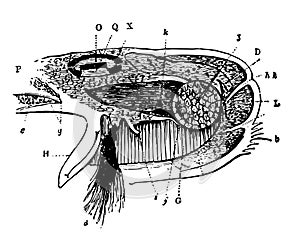 Byssus mantle and oviduct of the Mytilus vintage illustration photo