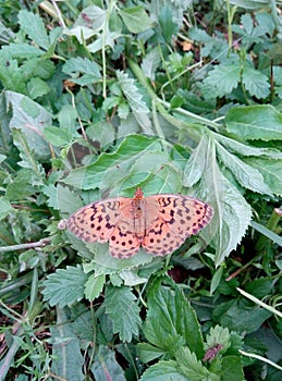 Bytterfly on green leaves