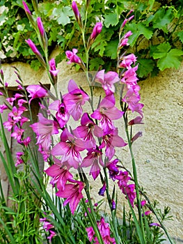 Byzantine Gladiolus
