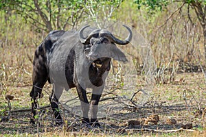 An old bull stands in the bush.