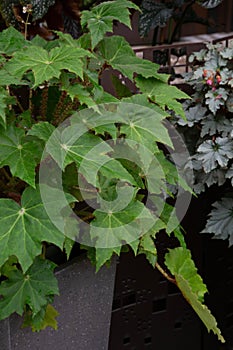 BÃ©gonia feuille de ricin Castor bean begonia Begonia x ricinifolia.Begoniaceae.Origine horticole.Garden origin