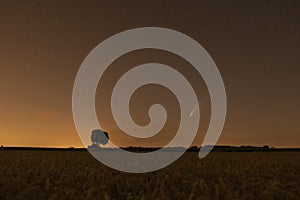 C / 2020 F3 comet NEOWISE at sunset. Landscape with a wheat field and a tree silhouette. At night, there is a bright comet and a