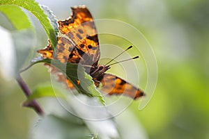 C-butterfly - Polygonia c-album