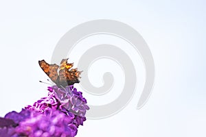 C-butterfly, Polygonia c-album. Butterfly sits on the purple blossom of the lilac.