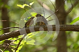 C???????????????????? ???????????????? ???????????????????????? chick being fed by jungle babblers