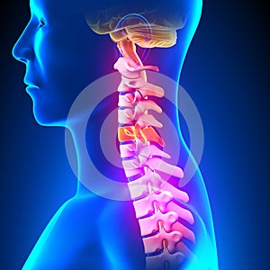 C5 Disc - Cervical Spine