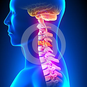 C4 Disc - Cervical Spine