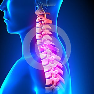 C7 Disc - Cervical Spine