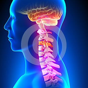 C3 Disc - Cervical Spine