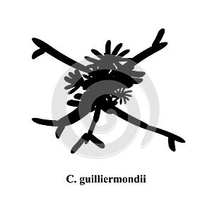 C. guilliermondii candida. Pathogenic yeast-like fungi of the Candida type morphological structure. Vector illustration