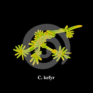 C. kefyr candida. Pathogenic yeast-like fungi of the Candida type morphological structure. Vector illustration