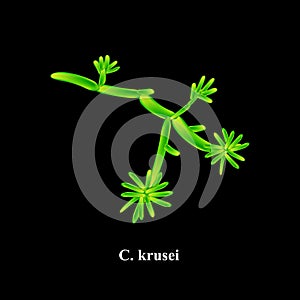 C. krusei candida. Pathogenic yeast-like fungi of the Candida type morphological structure. Vector illustration on